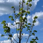 Lipa malolistá (Tilia cordata) ´GREENSPIRE´ - výška 250-300 cm, obvod kmeňa 10/12 cm, kont. C45L